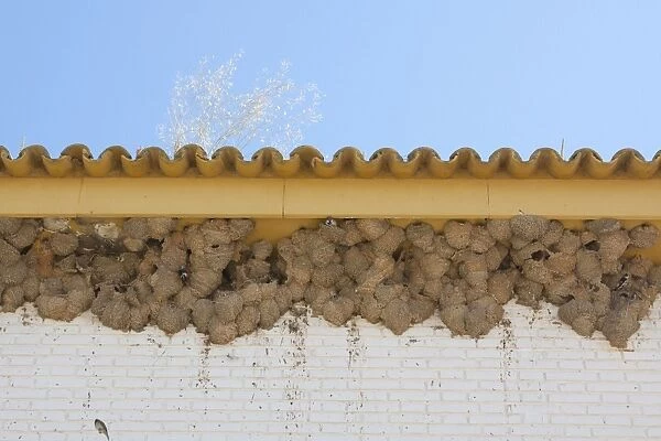 House Martin - Nests on underside of house - Coto Donana - Southern Spain