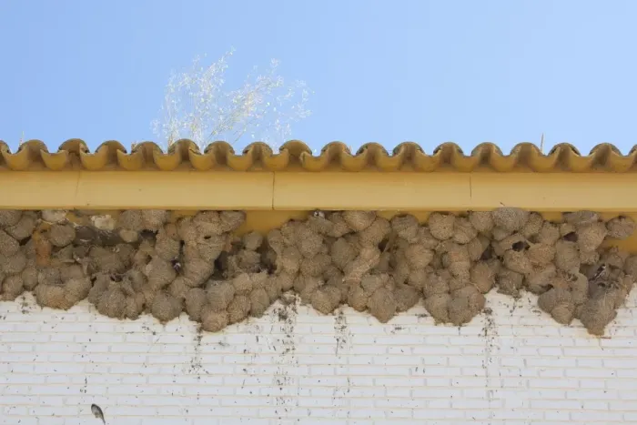 Framed Print : House Martin - Nests on underside of house - Coto Donana - Southern Spain Framed Print : House Martin - Nests on underside of house - Coto Donana - Southern Spain