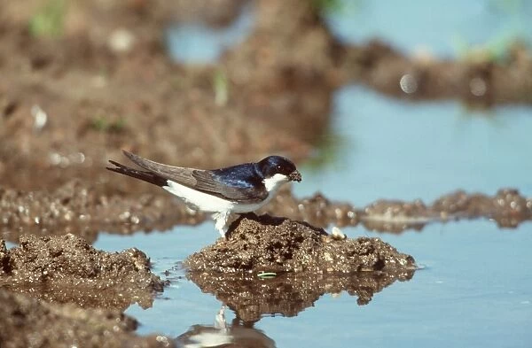 House Martin By water