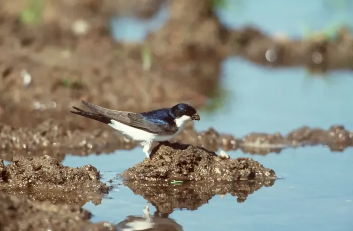 Framed Print : House Martin By water Framed Print : House Martin By water