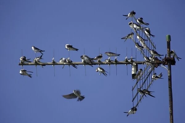 House Martin - Young birds gathering on TV aerial in autumn Lower Saxony, Germany