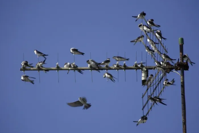 Framed Print : House Martin - Young birds gathering on TV aerial in autumn Lower Saxony, Germany