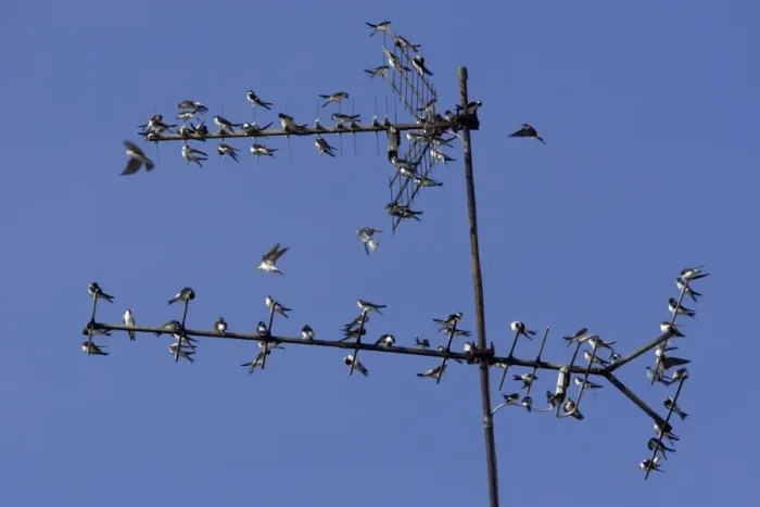 Framed Print : House Martin - Young birds gathering on TV aerial in autumn Lower Saxony, Germany Framed Print : House Martin - Young birds gathering on TV aerial in autumn Lower Saxony, Germany