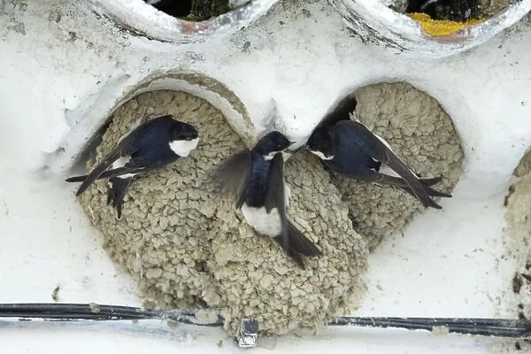 House Martins - 3 birds squabbling over nesting rights, Alentejo region, Portugal