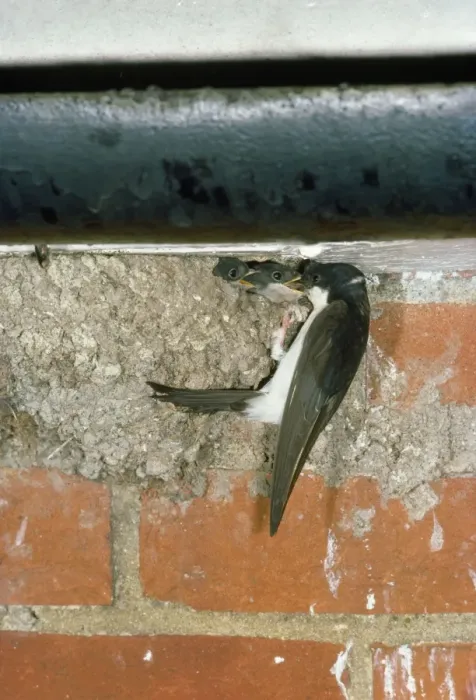 Framed Print : House Martins Framed Print : House Martins