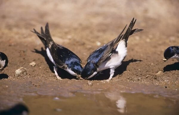 House Martins - collecting mud to build nest