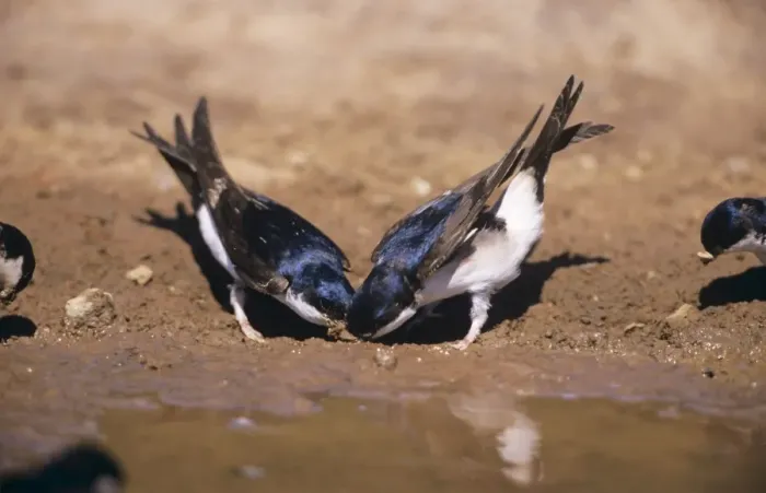 Framed Print : House Martins - collecting mud to build nest Framed Print : House Martins - collecting mud to build nest