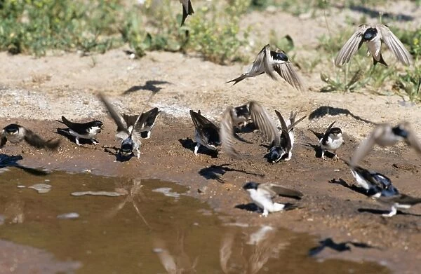 House Martins - collecting mud to build nest