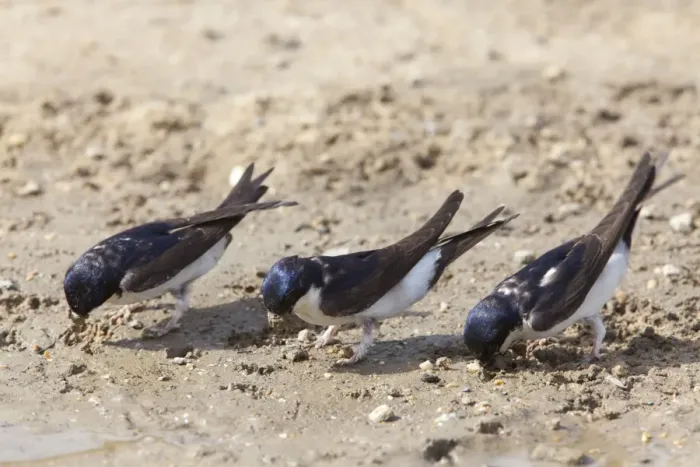 Framed Print : House Martins - collecting mud for nest building from a roadside puddle - Southern Spain Framed Print : House Martins - collecting mud for nest building from a roadside puddle - Southern Spain