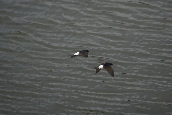 House Martins - Two flying together hawking over water for food