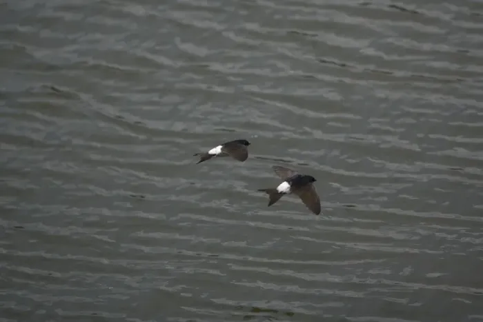 Framed Print : House Martins - Two flying together hawking over water for food Framed Print : House Martins - Two flying together hawking over water for food
