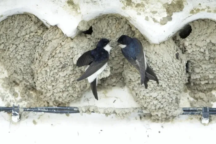 Framed Print : House Martins - pair at nest entrance courtship displaying, Alentejo region, Portugal Framed Print : House Martins - pair at nest entrance courtship displaying, Alentejo region, Portugal