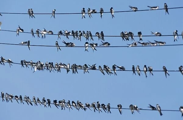 House Martins - sitting on power lines before migrating southwards in september