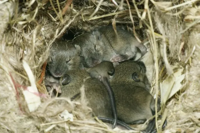 Framed Print : House Mice - in nest at 12 days. UK Framed Print : House Mice - in nest at 12 days. UK
