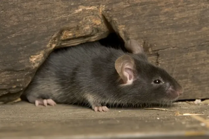 Framed Print : House Mouse Framed Print : House Mouse