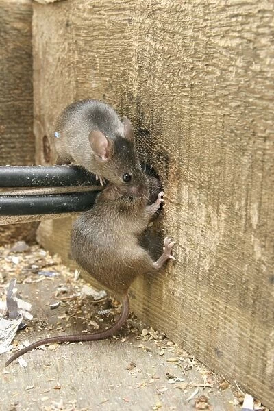 House Mouse - Two chewing hole by electrical cables Bedfordshire UK