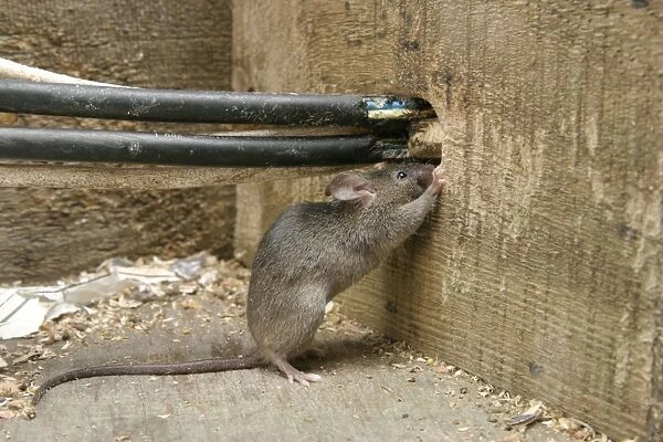 House Mouse - Chewing hole by electrical cables Bedfordshire, UK