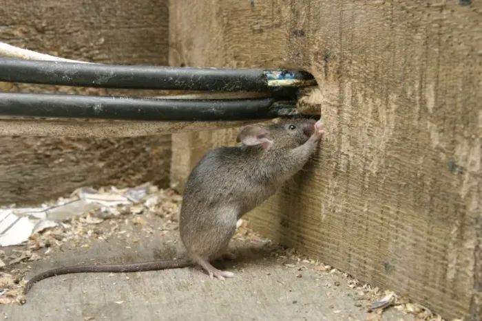 Framed Print : House Mouse - Chewing hole by electrical cables Bedfordshire, UK Framed Print : House Mouse - Chewing hole by electrical cables Bedfordshire, UK