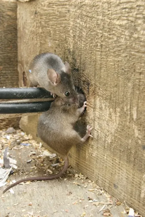 Framed Print : House Mouse - Two chewing hole by electrical cables Bedfordshire UK Framed Print : House Mouse - Two chewing hole by electrical cables Bedfordshire UK