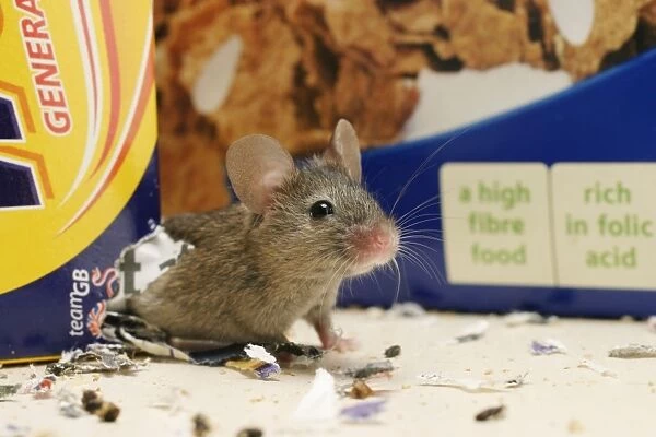 House Mouse - Exits hole in cereal packet Bedfordshire UK