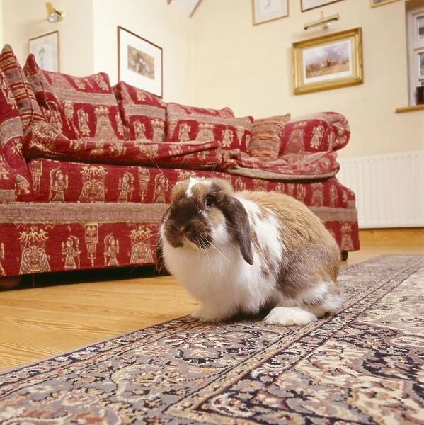 House RABBIT - in house