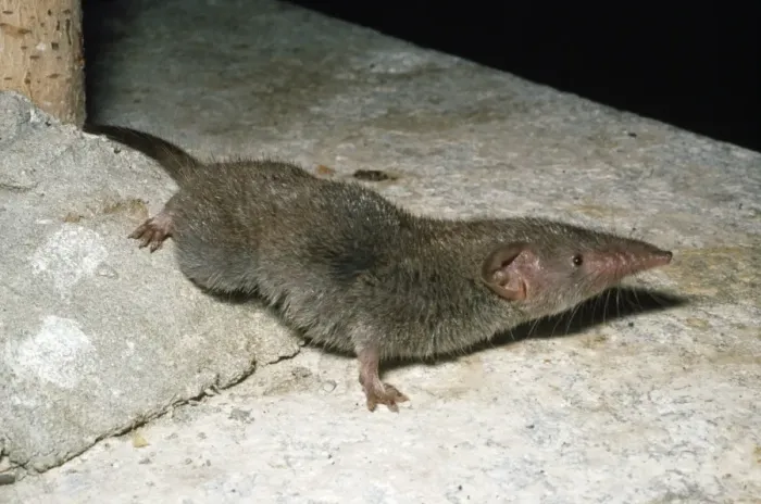 Framed Print : House Shrew Framed Print : House Shrew