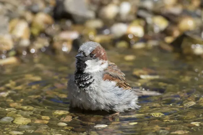 Framed Print : House Sparrow bathing 09 Framed Print : House Sparrow bathing 09