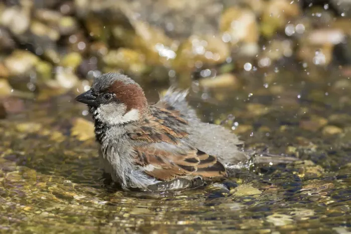 Framed Print : House Sparrow bathing 12 Framed Print : House Sparrow bathing 12