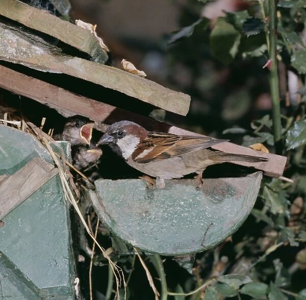 House Sparrow BB 136 Feeding Young under house eves © Brian Bevan  /  ARDEA LONDON