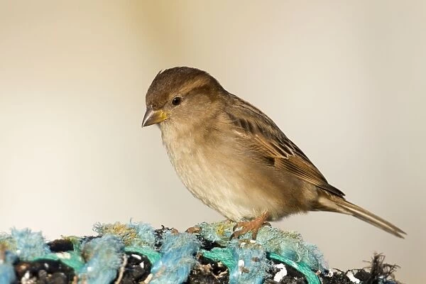 House Sparrow - at the coast - female - Cornwall - UK