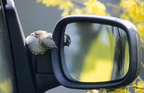 House Sparrow - Displaying at reflection in a car mirror
