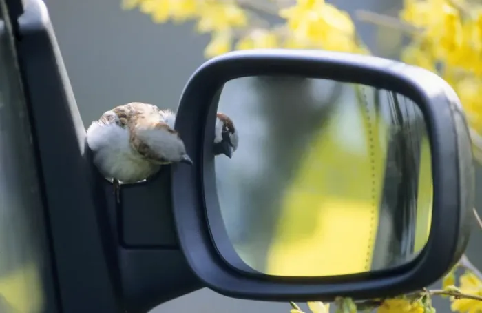 Framed Print : House Sparrow - Displaying at reflection in a car mirror Framed Print : House Sparrow - Displaying at reflection in a car mirror