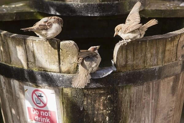 House Sparrow - three drinking from water barrel in garden - Northumberland - England