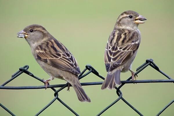 House Sparrow - two female birds on garden fence Lower Saxony, Germany