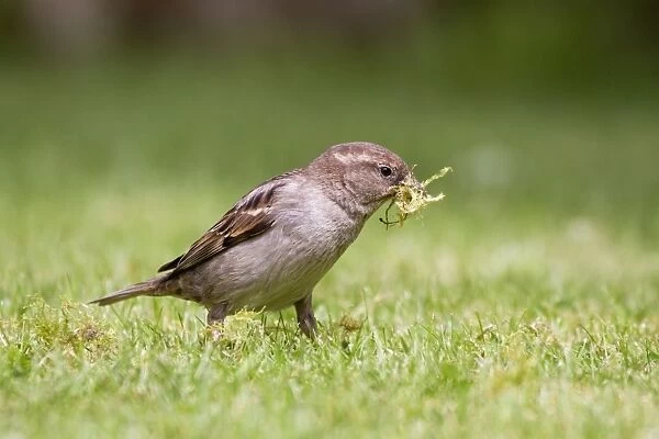 House Sparrow - female collecting moss - Cornwall - UK