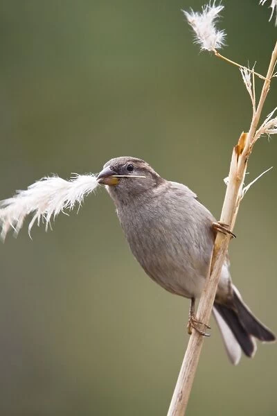 House Sparrow - female collecting pampas grass - Cornwall - UK