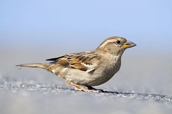 House Sparrow - female - Cornwall - UK