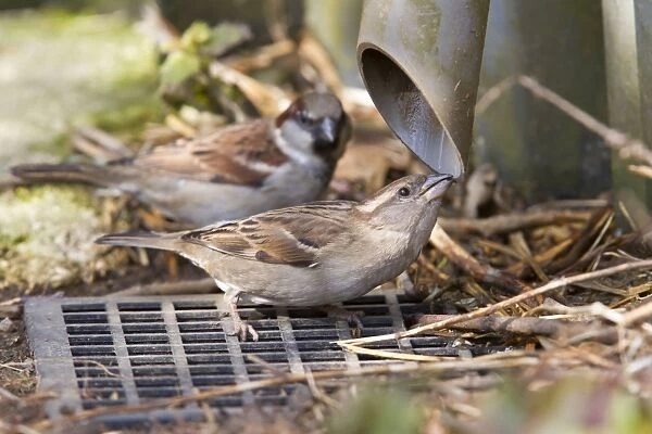 House Sparrow - female drinking from guttering - Wiltshire - England - UK