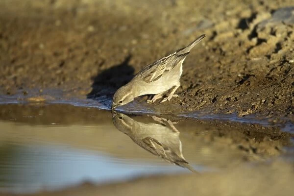House Sparrow - female drinking at puddle, Alentejo region, Portugal