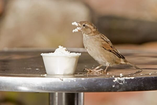 House Sparrow - female feeding on cream at restuarant table - Northumberland - England