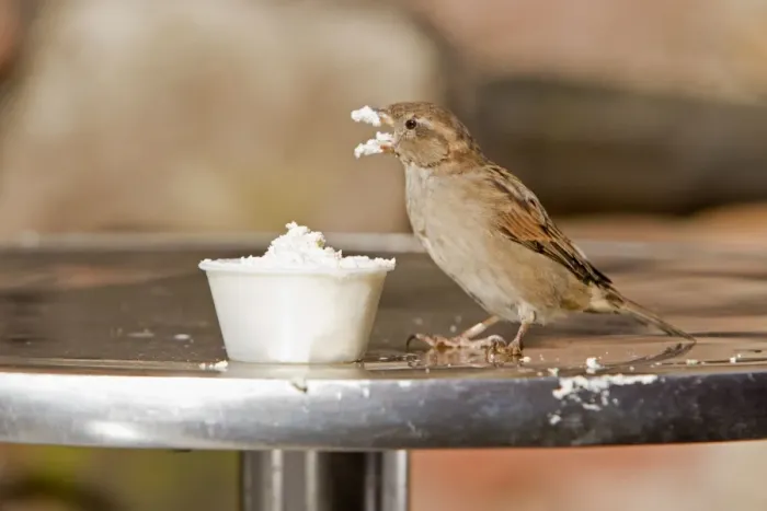 Framed Print : House Sparrow - female feeding on cream at restuarant table - Northumberland - England