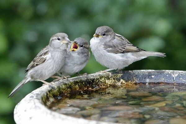 House Sparrow - female feeding two fledgelings - Lower Saxony - Germany
