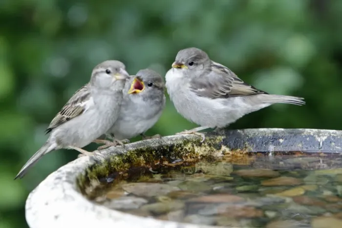 Framed Print : House Sparrow - female feeding two fledgelings - Lower Saxony - Germany