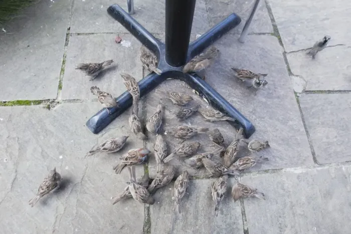 Framed Print : House Sparrow - flock feeding on crumbs under restaurant table - Northumberland - England