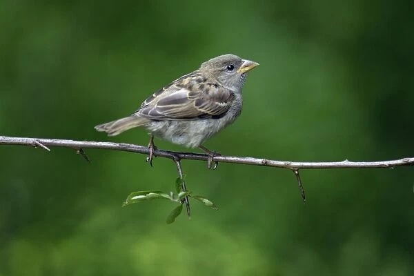 House Sparrow - juvenile on branch, Lower Saxony, Germany
