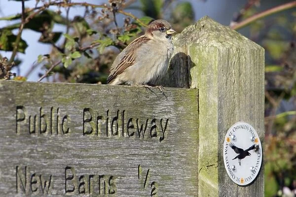 House Sparrow - male bird perched on footpath sign. Northumberland, UK