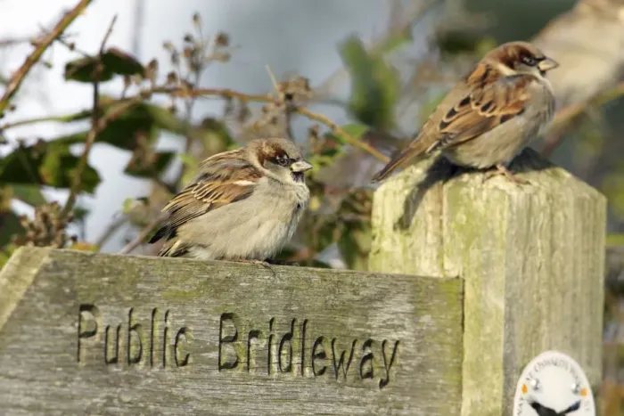 Framed Print : House Sparrow - male bird perched on footpath sign Northumberland, UK