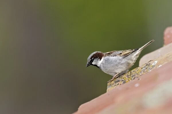 House Sparrow - male. Caceres - Extramadura - Spain