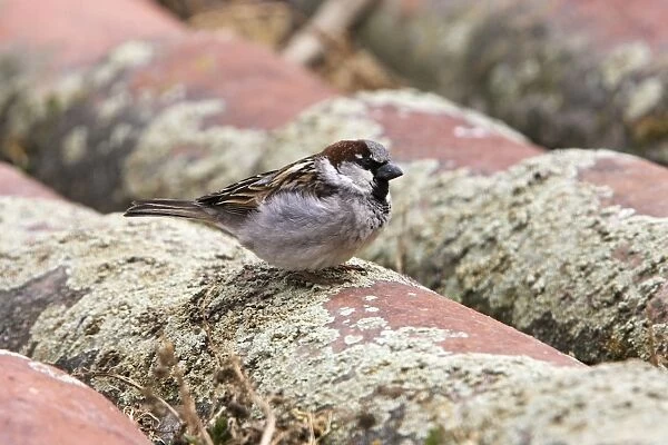 House Sparrow - male. Caceres - Extramadura - Spain