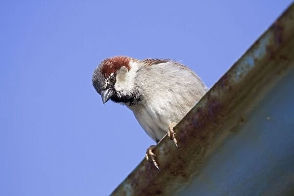 House Sparrow - male - Cornwall - UK